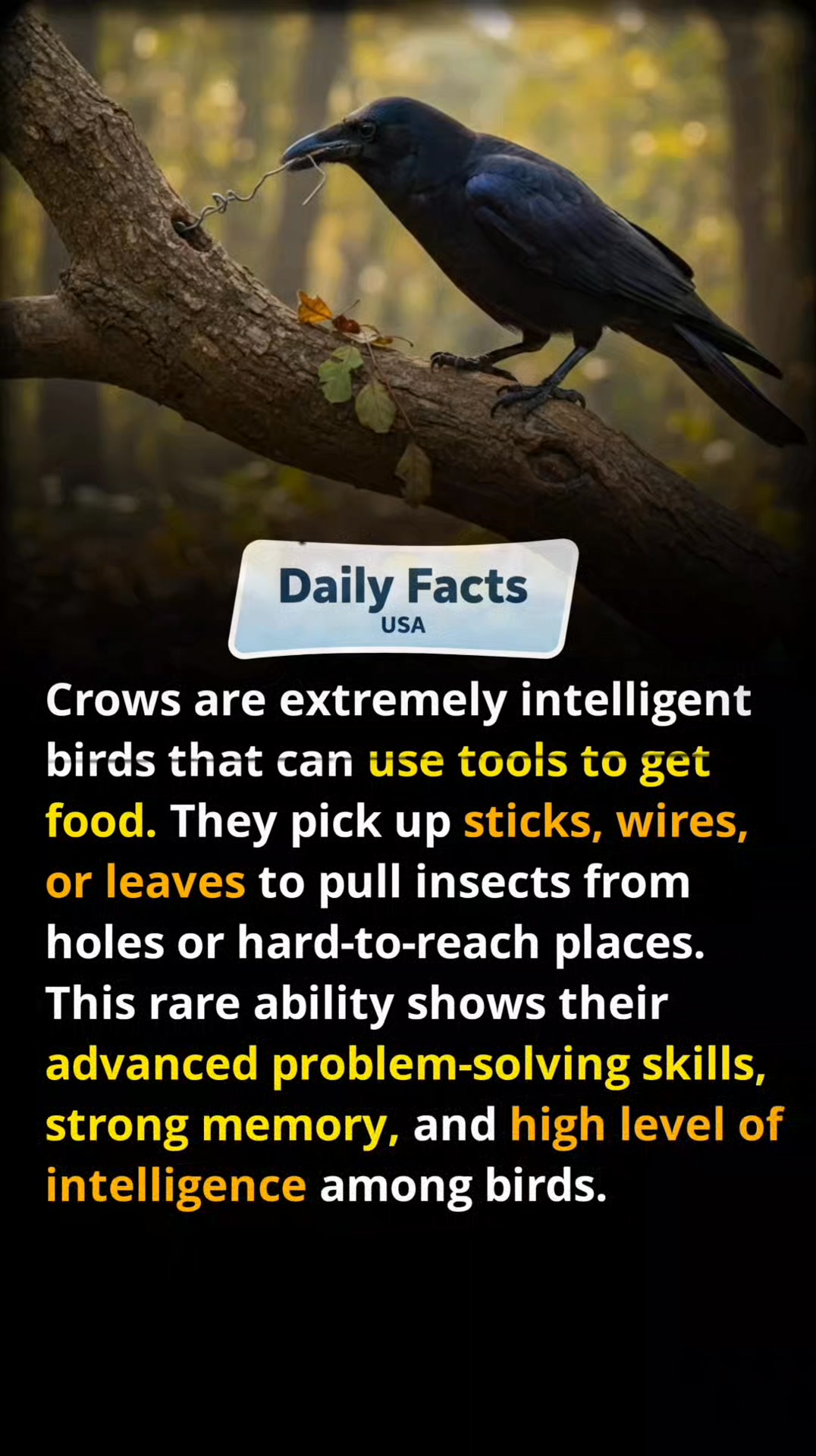 Crows: The Tool-Using Geniuses of the Bird World #dailyfactsusa # ...