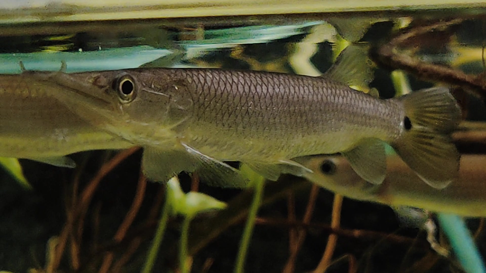 Hujeta Gar Size Feeding My Freshwater Barracuda AKA Silver Hujeta Gar
