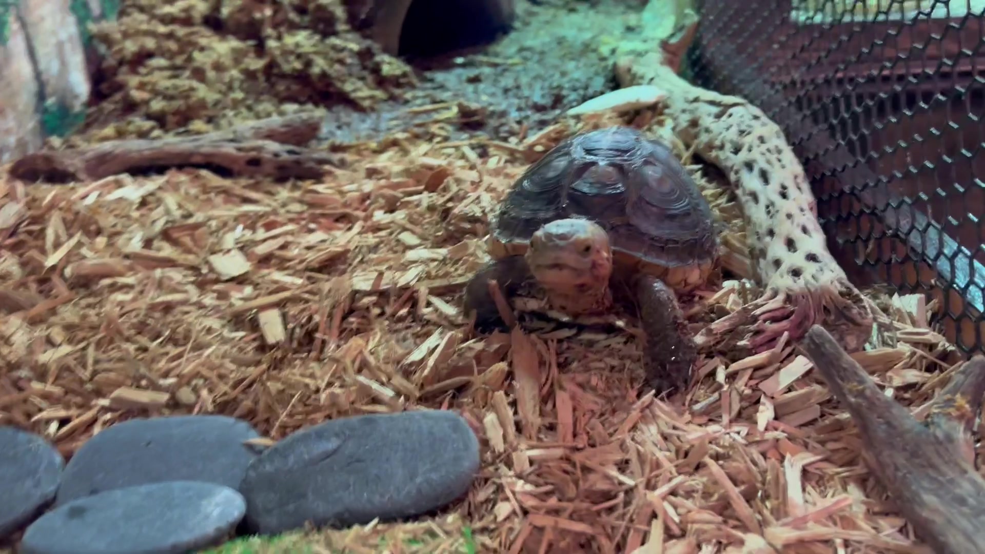 Some of you may remember Sammy, the Chinese box turtle, that we took in ...
