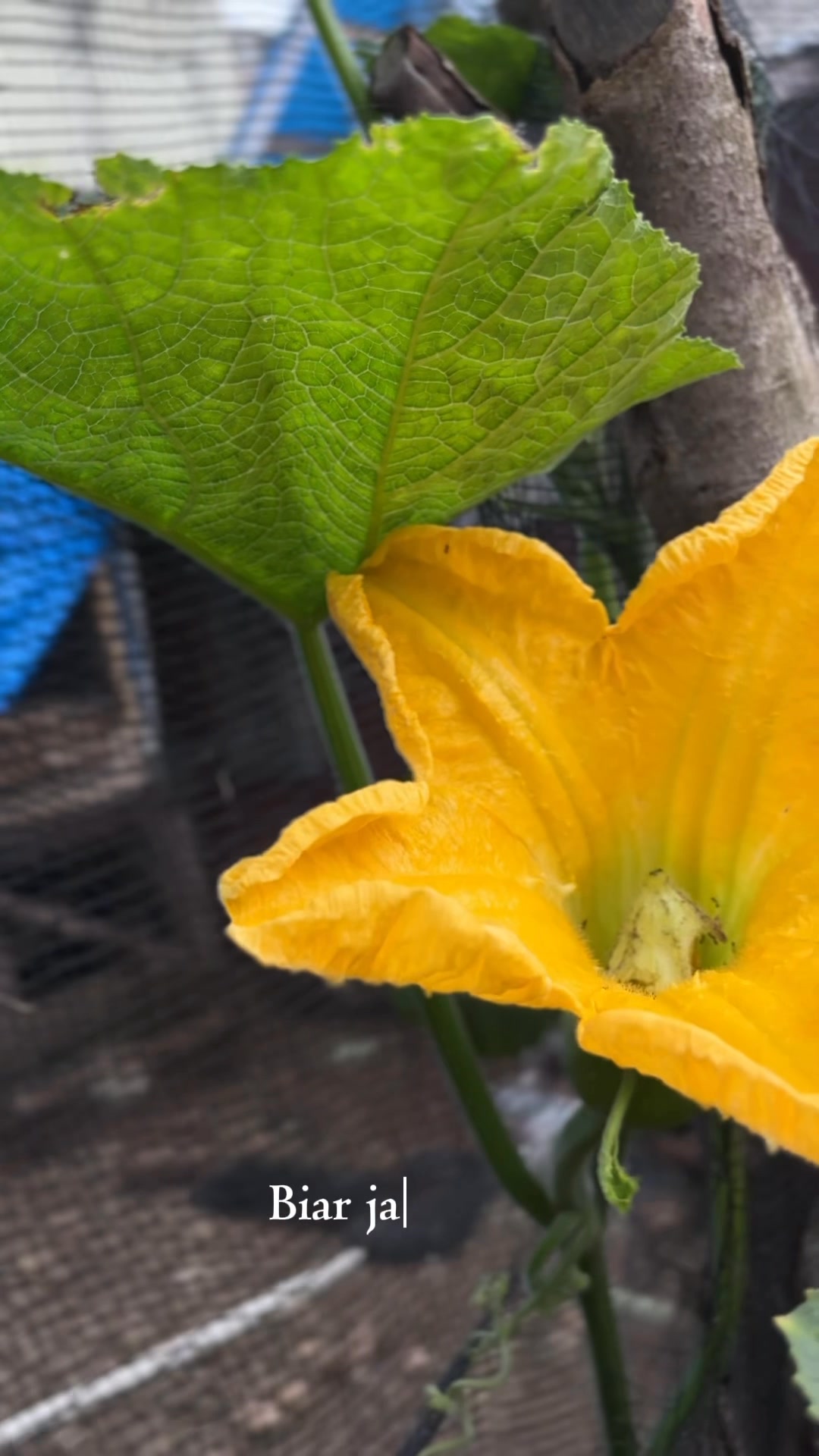 Labu kuning sering busuk dan gagal berkembang ? Lakukan cara ini biar ...
