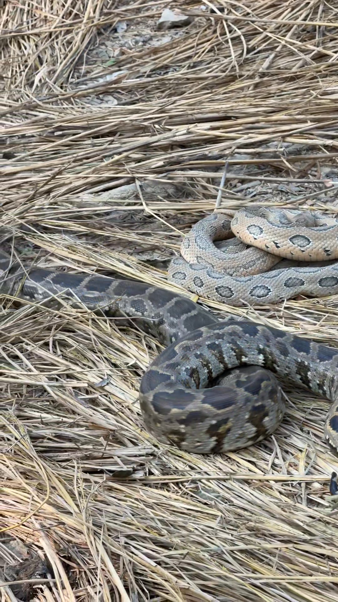 Russell viper Vs Rock python | Murliwale Hausla Foundation | Facebook