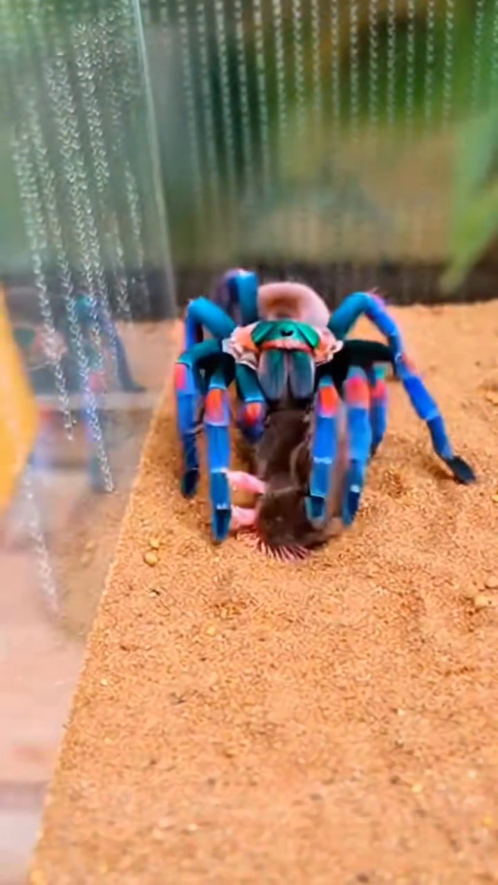 Tarantula 🕷️ vs Mouse 🐭 — in a dry desert burrow, a large tarantula ...