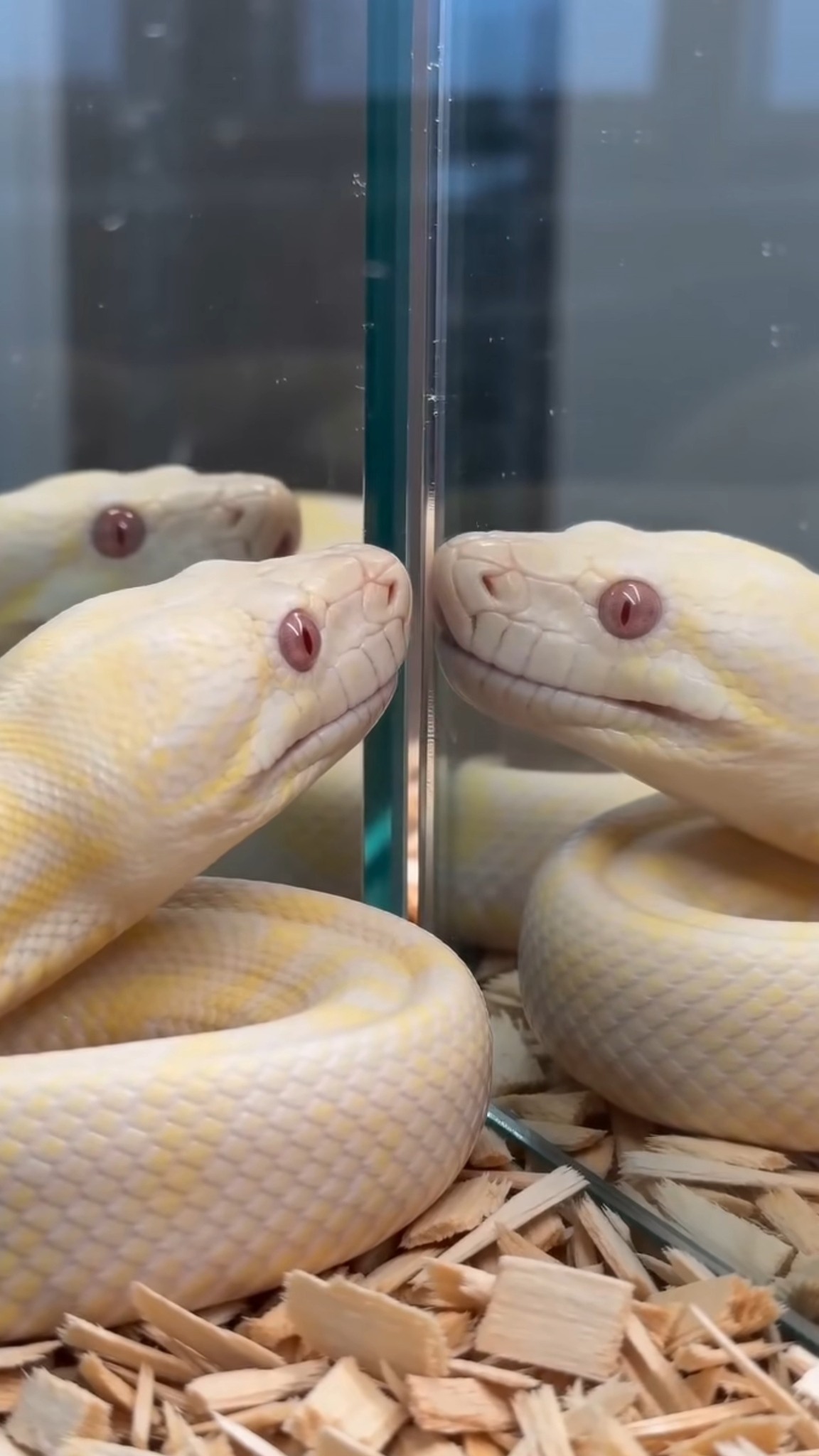 Transparent Snake Like You've Never Seen Before