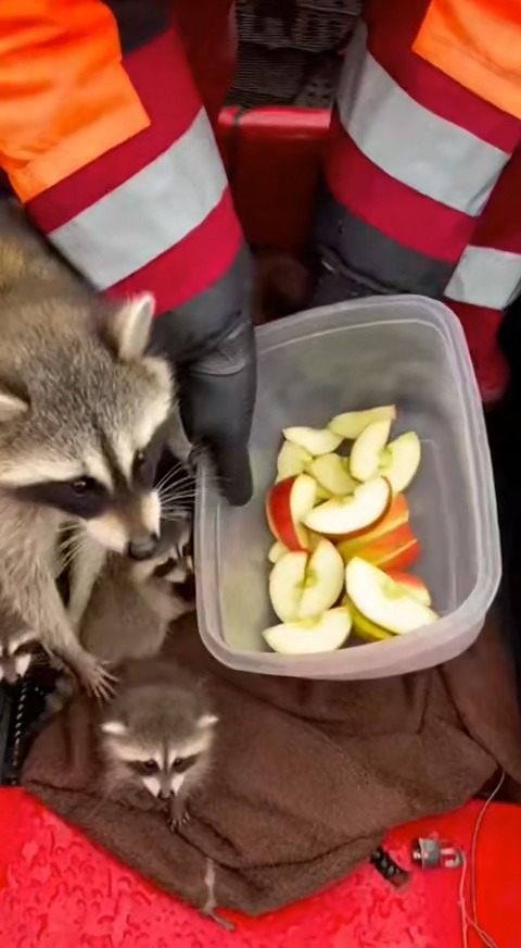 Floods can be terrifying — for humans and animals alike. But sometimes ...