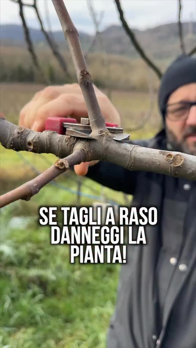 Eliminare un ramo con un taglio a raso porta il marcio nei rami buoni ...