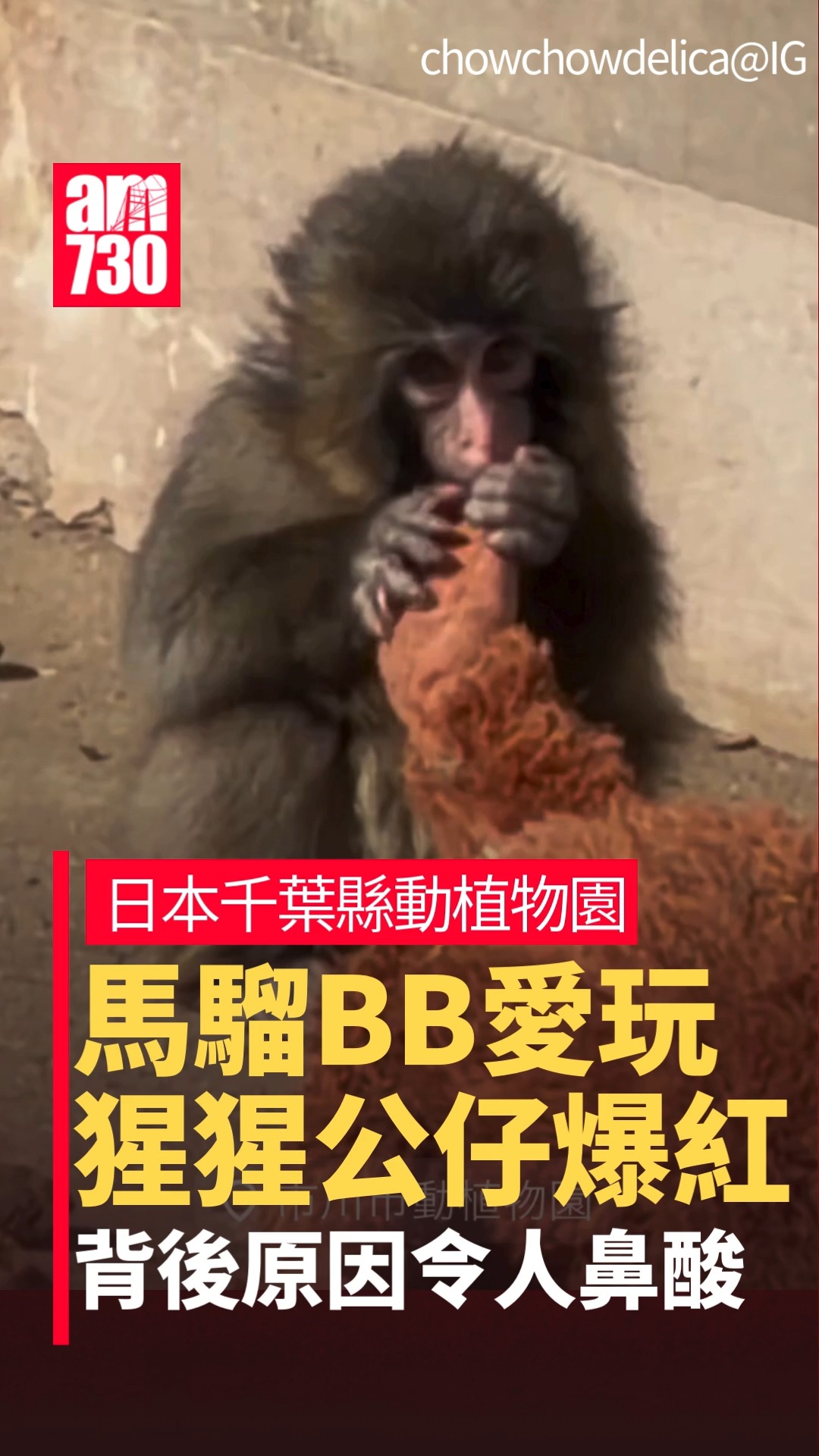園方：好好守護佢 #日本 #馬騮 #am730 | am730 | Facebook
