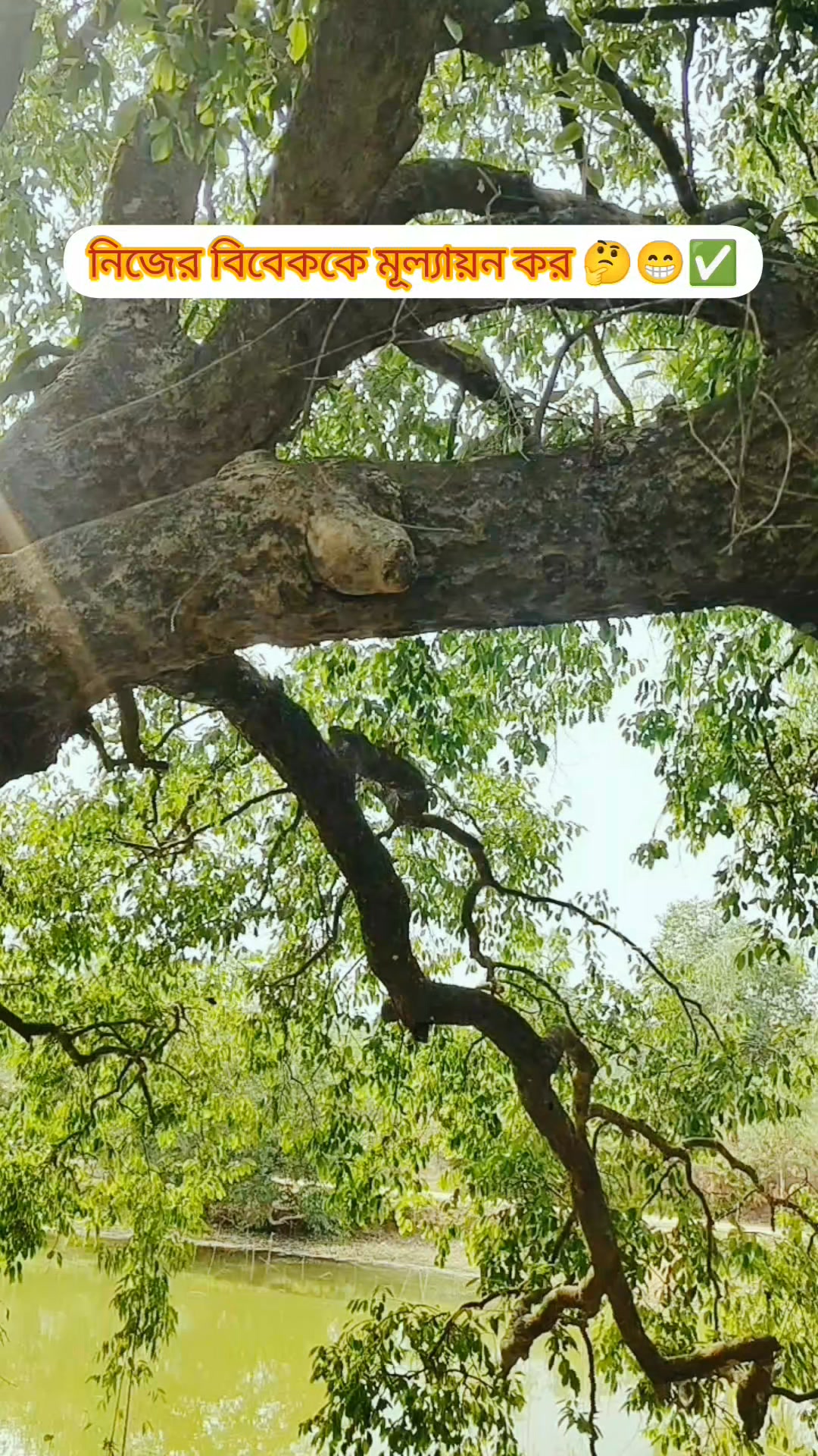 জুয়েল ভৈরবী