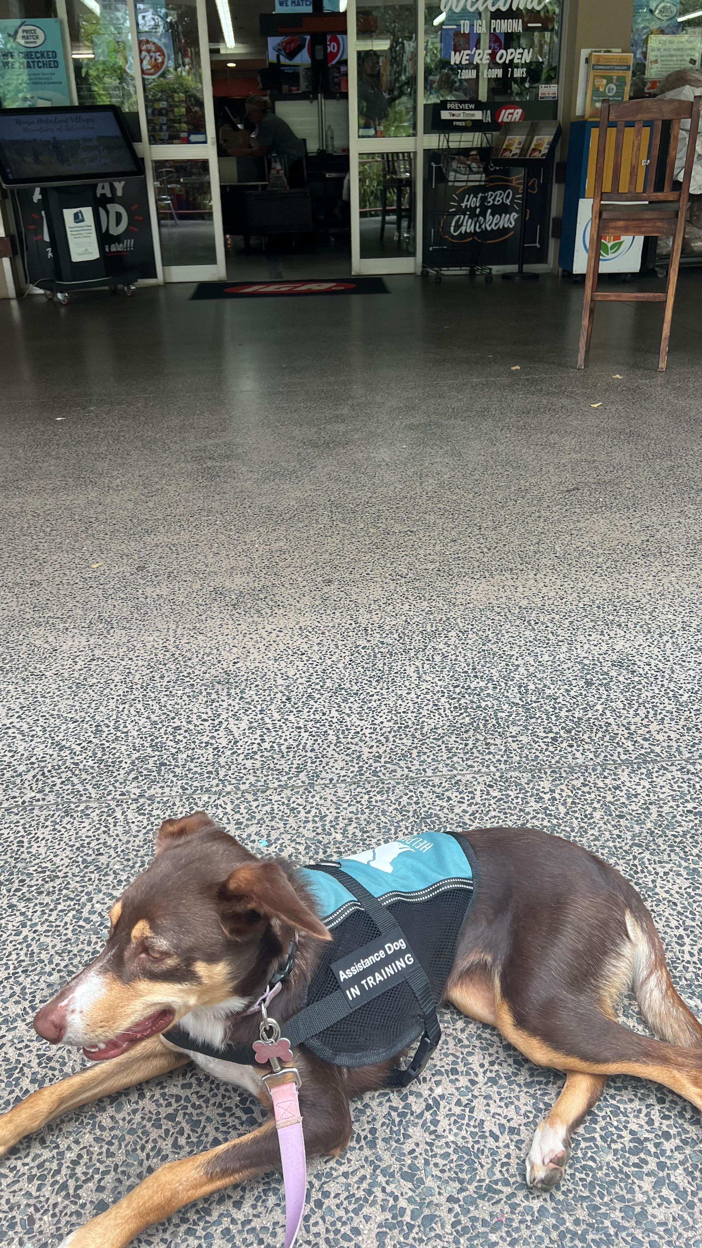 Before you see a service dog working in public, this is what happens ...