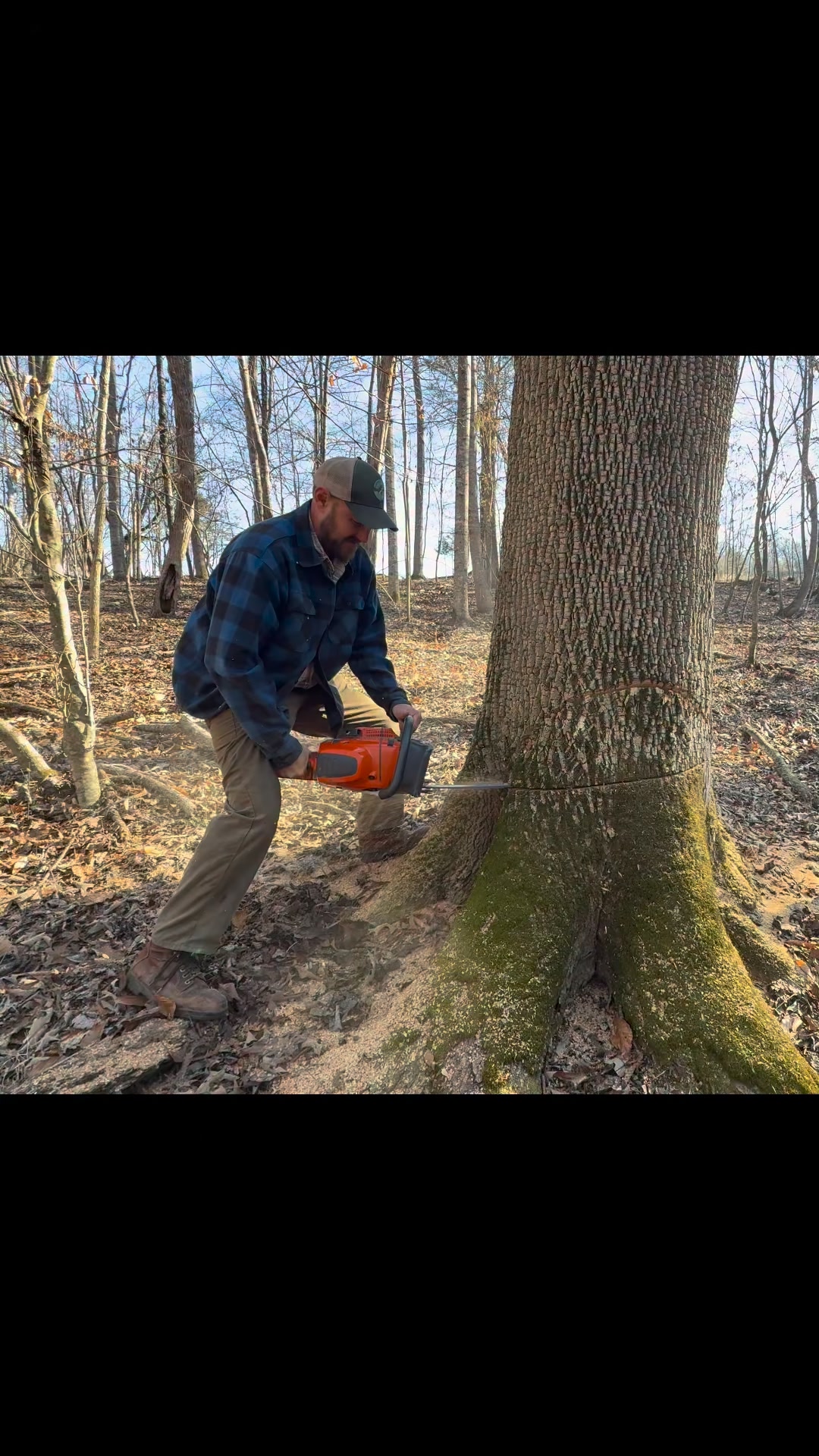 Very old tree down! | Micah D McGie | Facebook