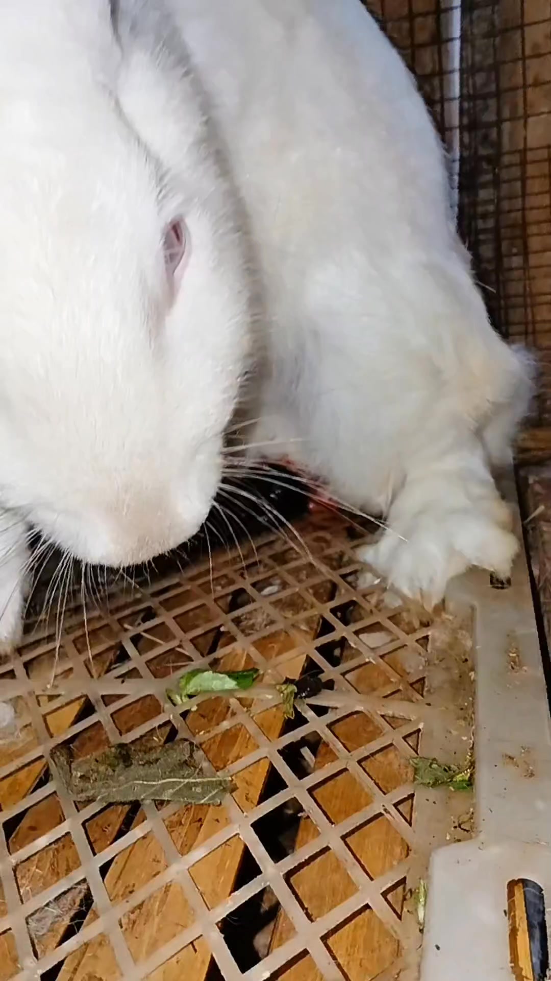 😱The process of giving birth to a mother rabbit #Rabbit #bunny #animal ...