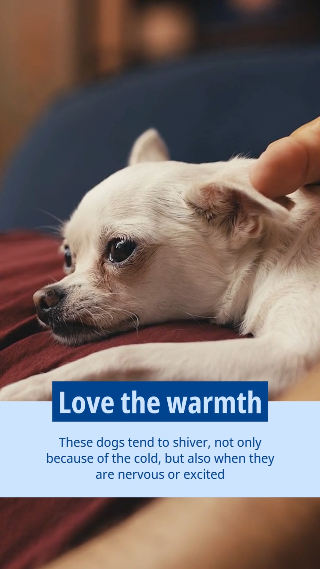 C*a様 Chihuahuaページ Breed of the month: Chihuahua If you live with a Chihuahua, you