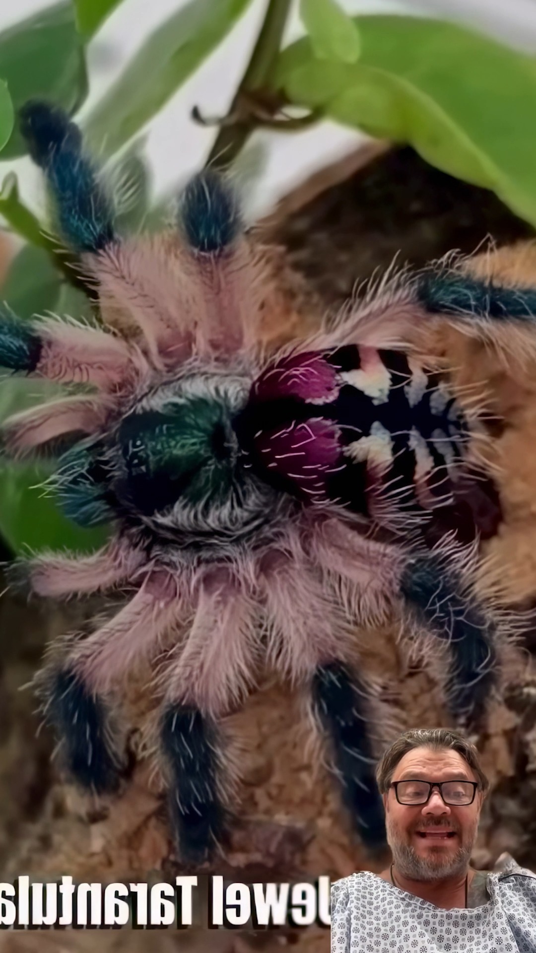 Conhecia todas essas? 🕷️ #aranha #tarantula #animais | Richard