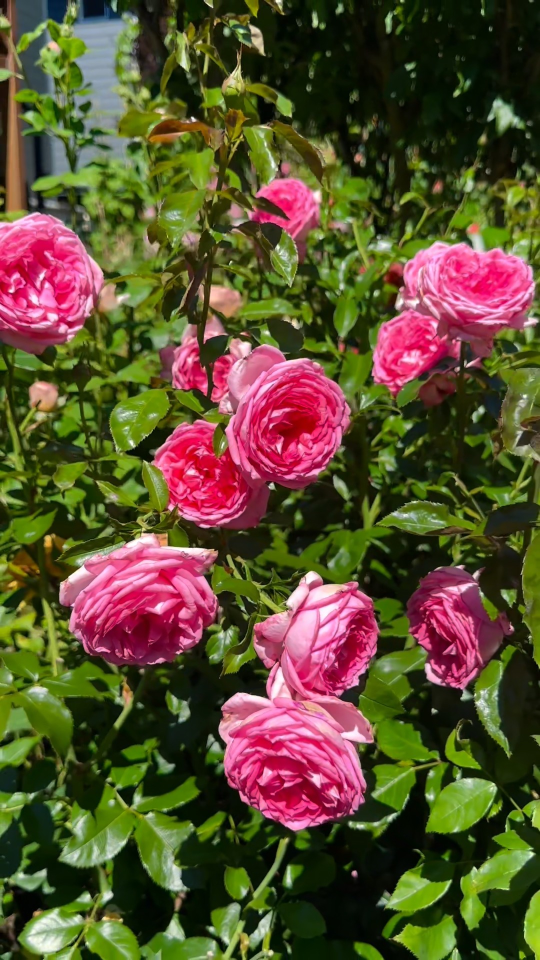 Highgarden Roses | Portland OR