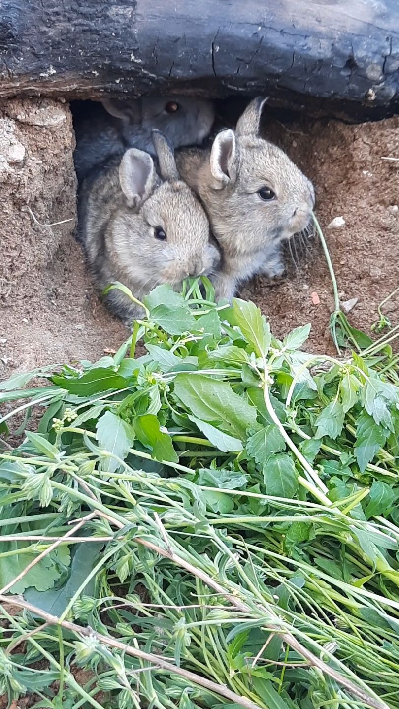 #Rabbits #RabbitLife #UndergroundLife #AnimalSurvival # ...