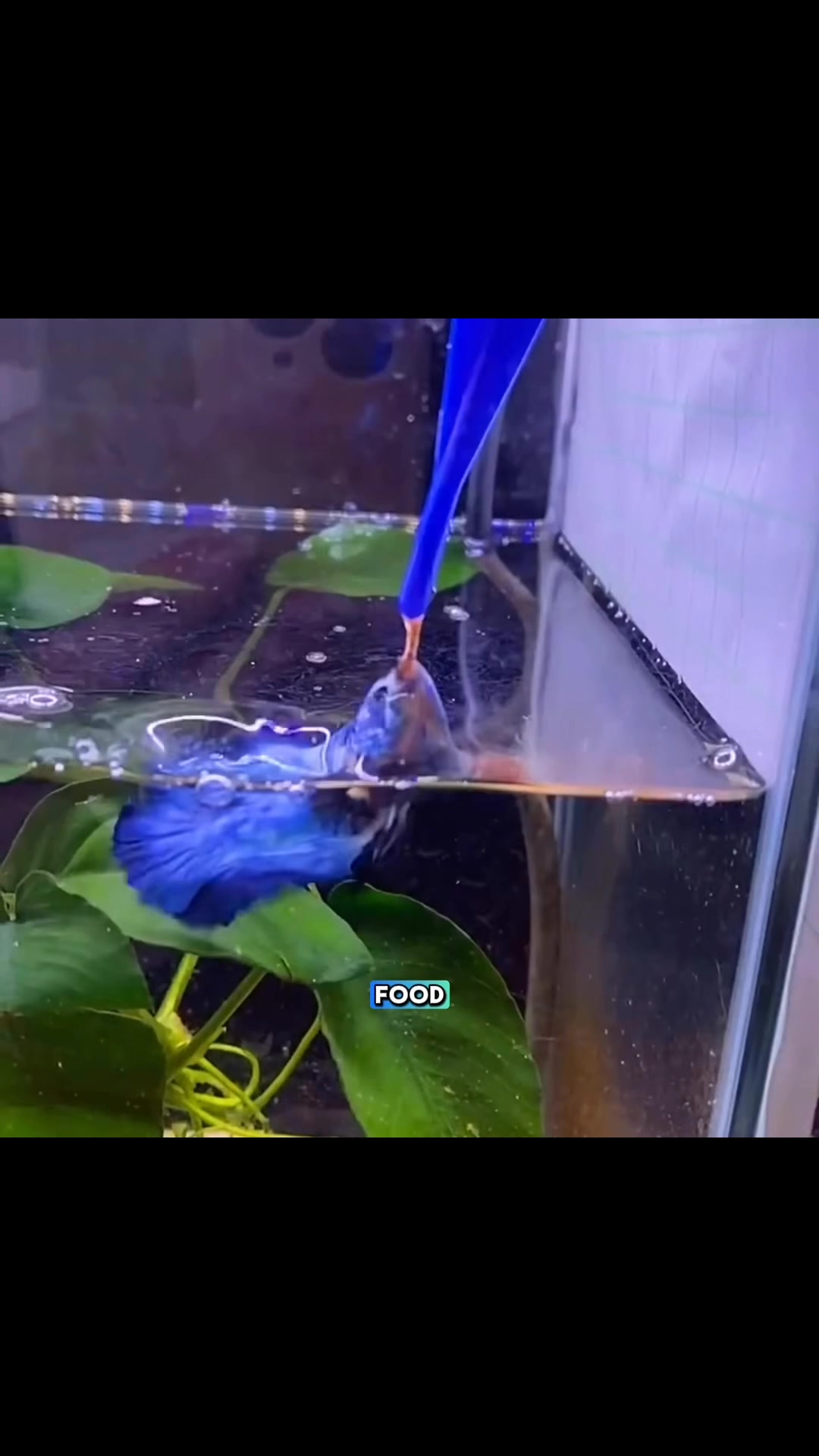 You won’t believe this—but betta fish can be trained to jump for food ...