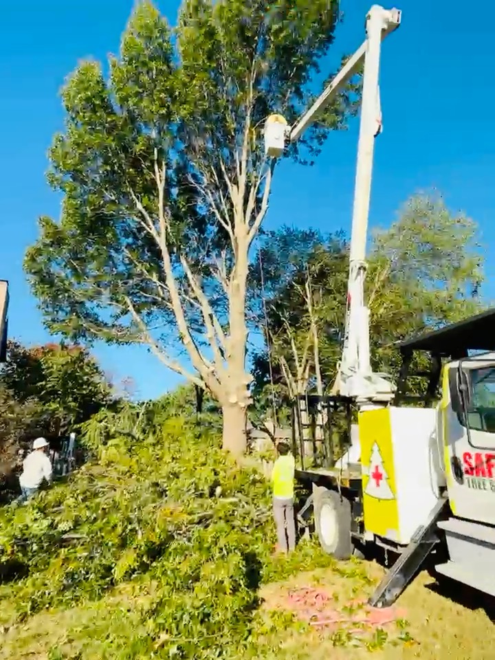 Keeping roofs safe since 2009! Have you scheduled your free tree check ...