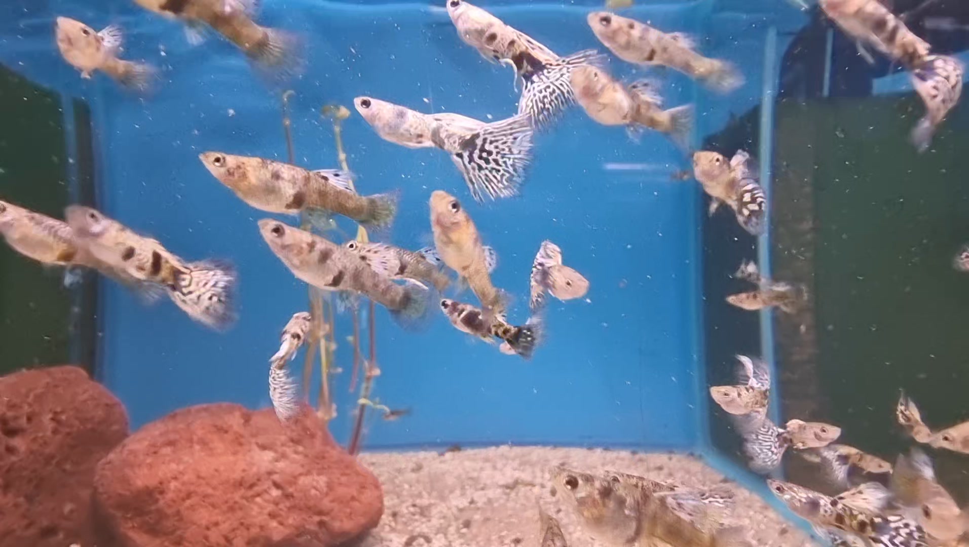 Yellow Tiger King Cobra Guppy, These are young fish of around 3