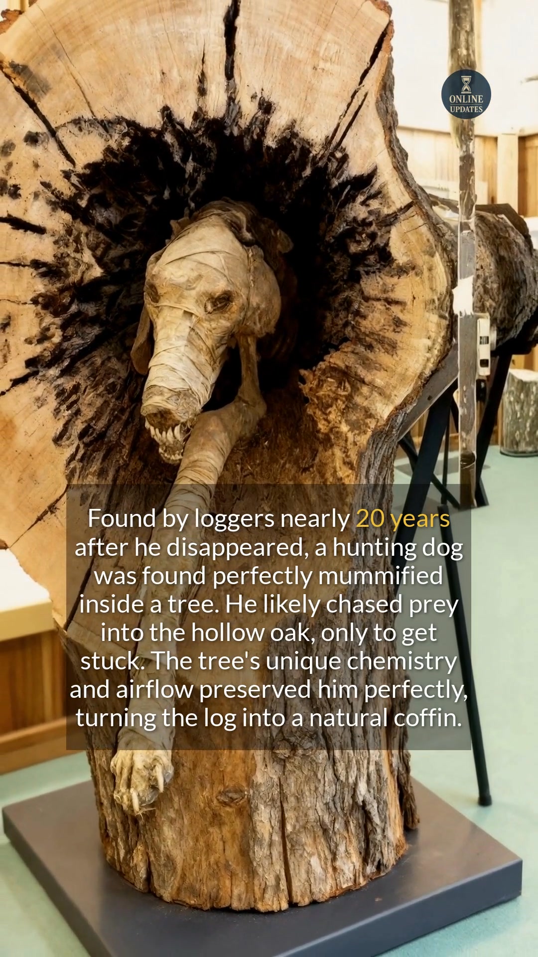 A hunting dog who disappeared in the 1960s was found perfectly ...