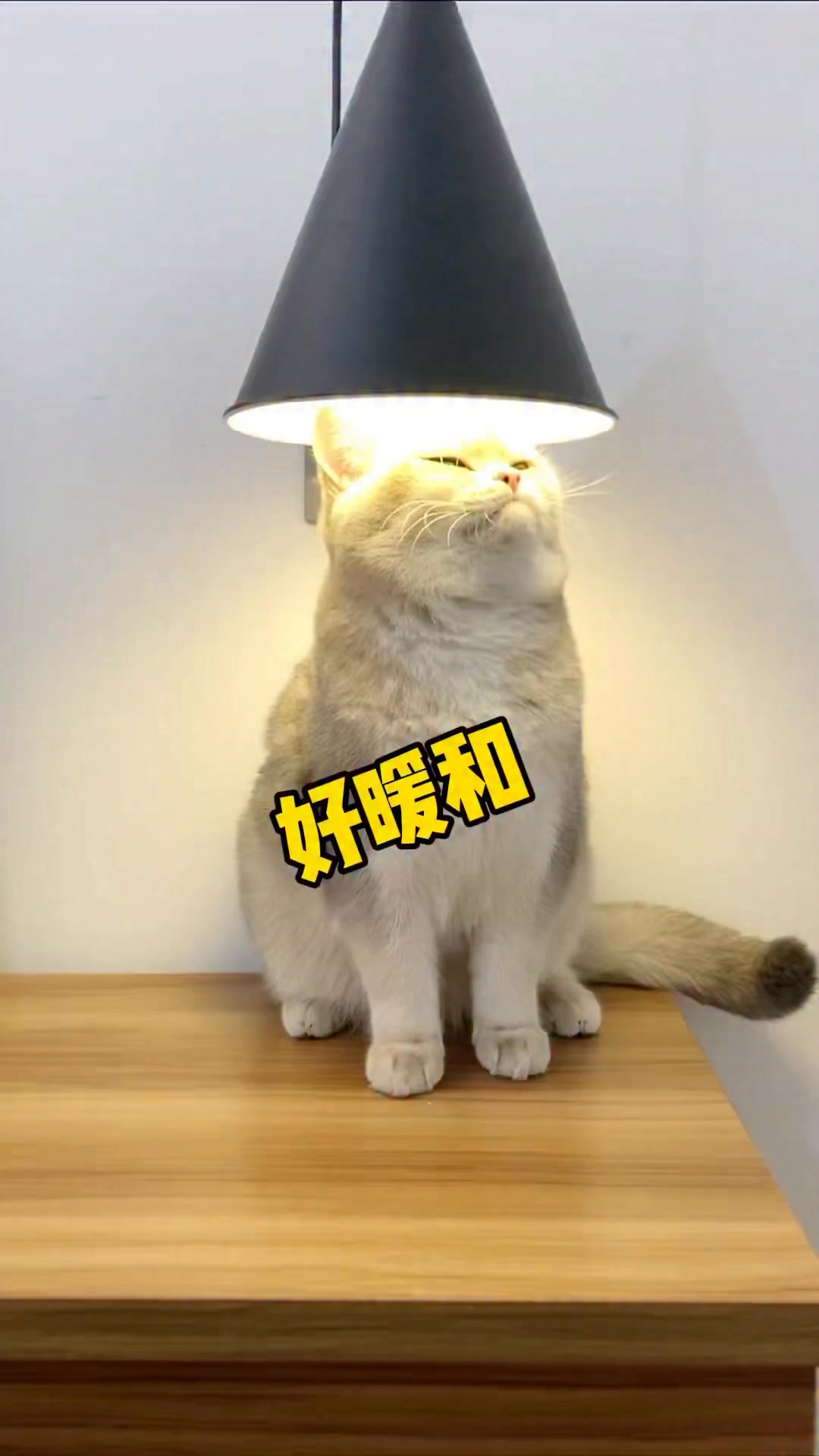 酸角：我头冷，让我继续！你走开，烦人！#猫咪的迷惑行为 #猫里猫气 #家有傻猫 | 酸角是只猫 | Facebook