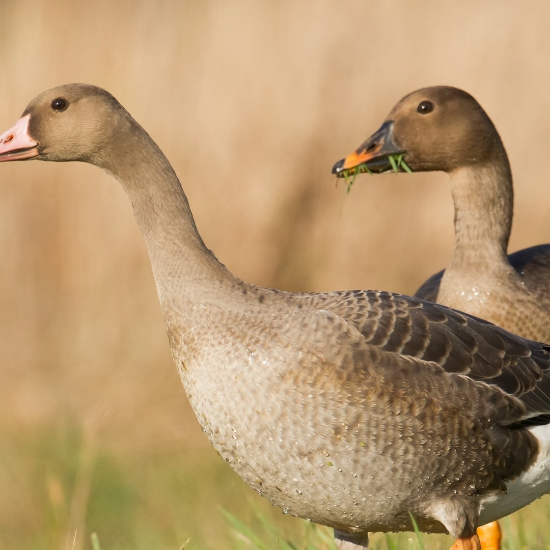 Wildfowlers are reporting the arrival of numbers of bean geese as far ...