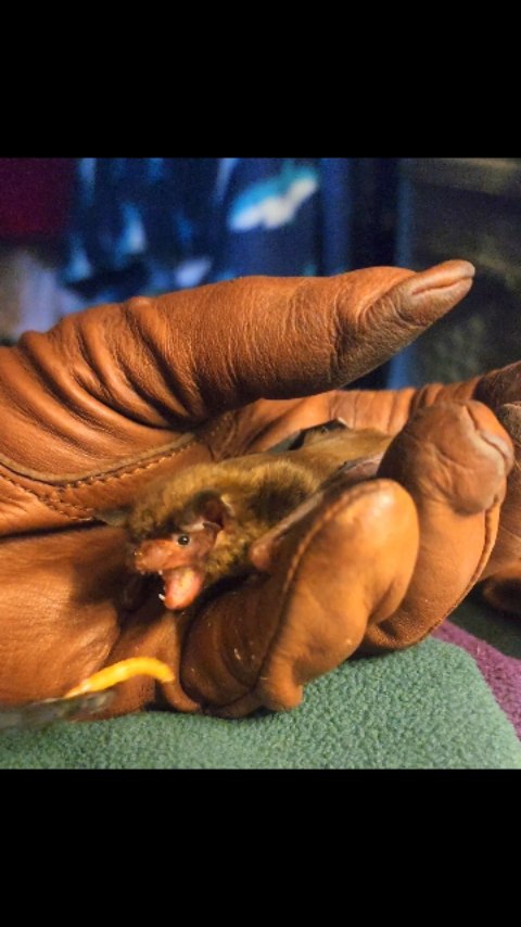 Cocoa the big brown bat eats like a baby bird. #bats #arizona # ...