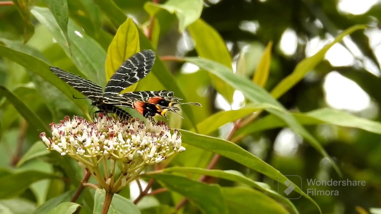 Discover the Majestic Bhutan Glory Butterfly! We are thrilled to