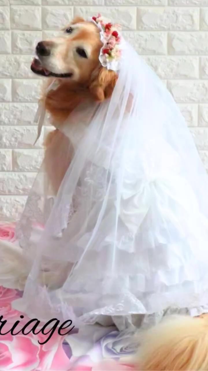 りょんりょん様❤オーダー♡ふんわりシフォン♡ハンドメイド犬服♡ りょんりょん様❤オーダー♡ふんわりシフォン♡ハンドメイド犬服