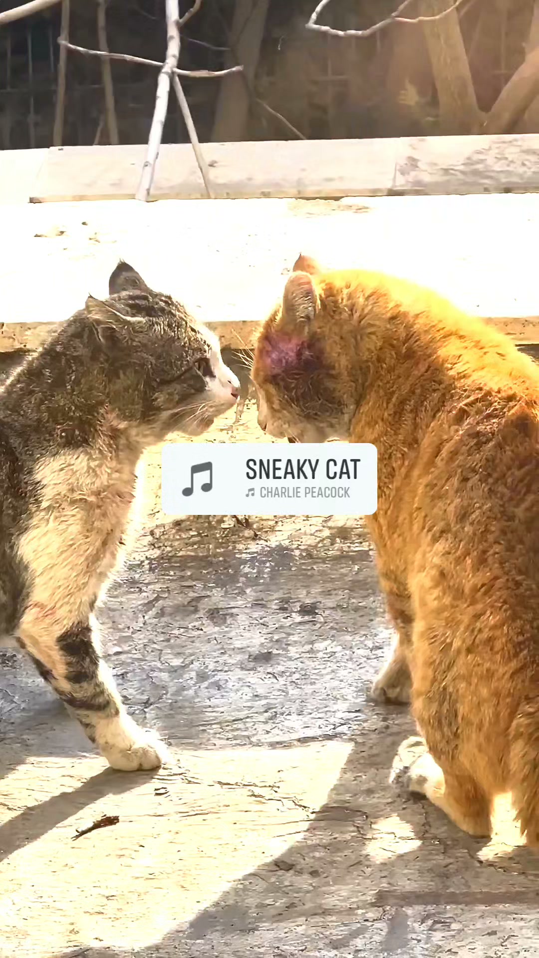 🐈🐈‍⬛ Japanese cat fight is on !! One wearing a backpack