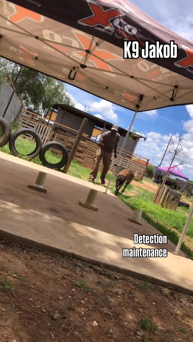 #belgianshepherd K9 Jakob. Ammunition detection maintenance. # ...
