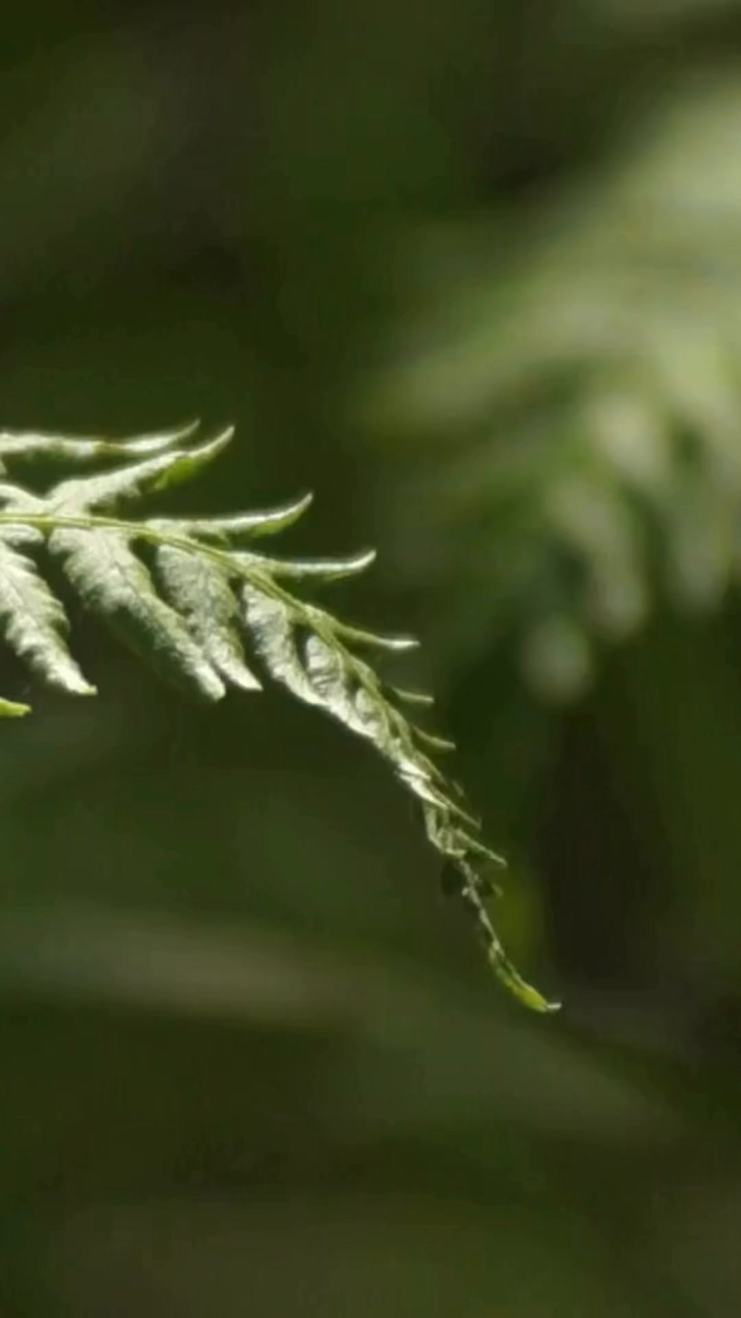 Fake it till you grow it. Zero watering, zero worries—just all