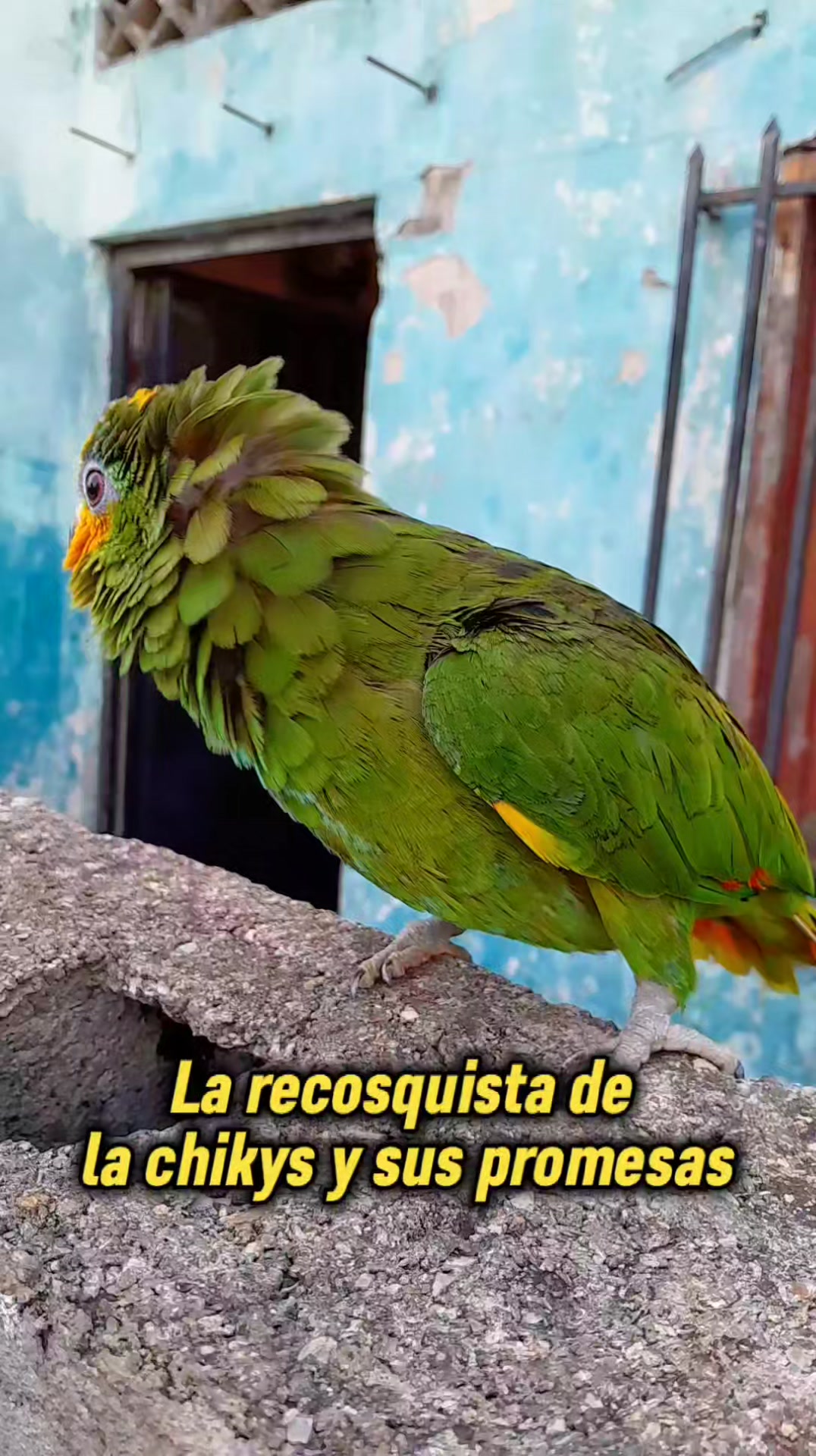 Las locuras de papilo #viral | Papilo el loro falton | Facebook