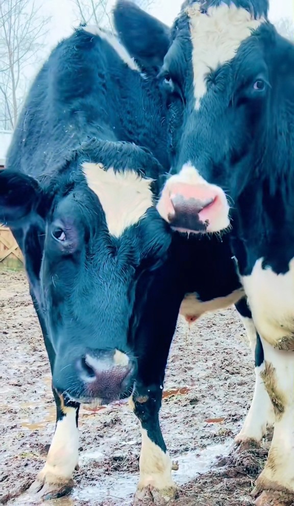 These two cows were just newborns at a dairy farm when they were torn ...
