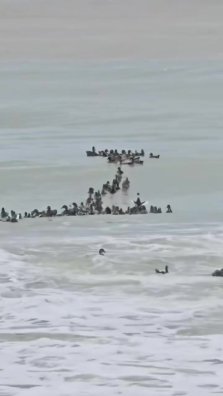 Nha trang: Một đàn vịt bị lũ cuốn trôi từ sông Cái ra đến biển 😥 Video ...