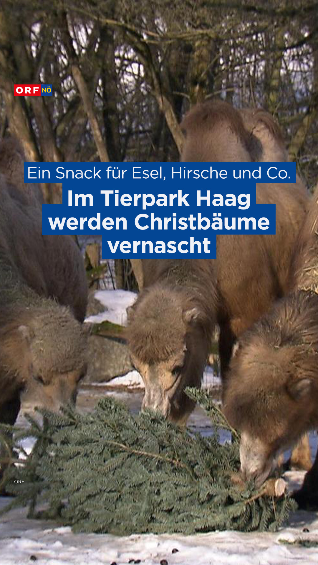 Ein winterlicher Snack: Im Tierpark Haag vernaschen Trampeltiere ...