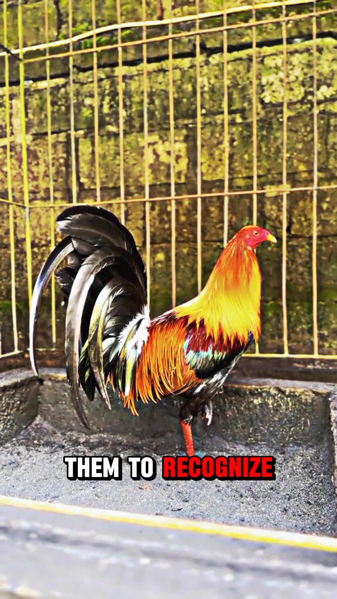 Gamefowl - 🔬 Red Richardson – A Quiet Force in Poultry Breeding ...