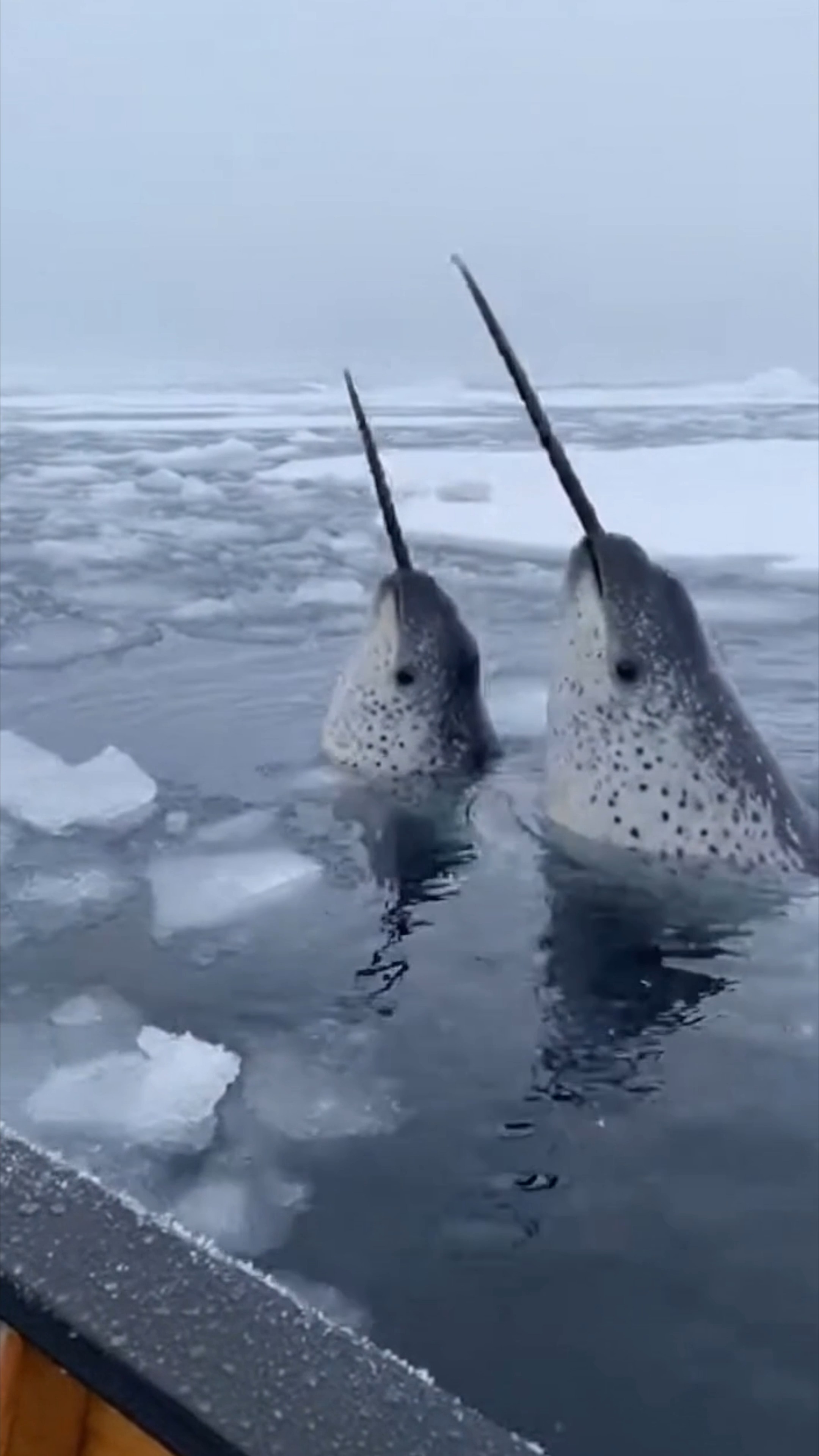 Rare Narwhal Encounter Caught on Camera! | Evan Era