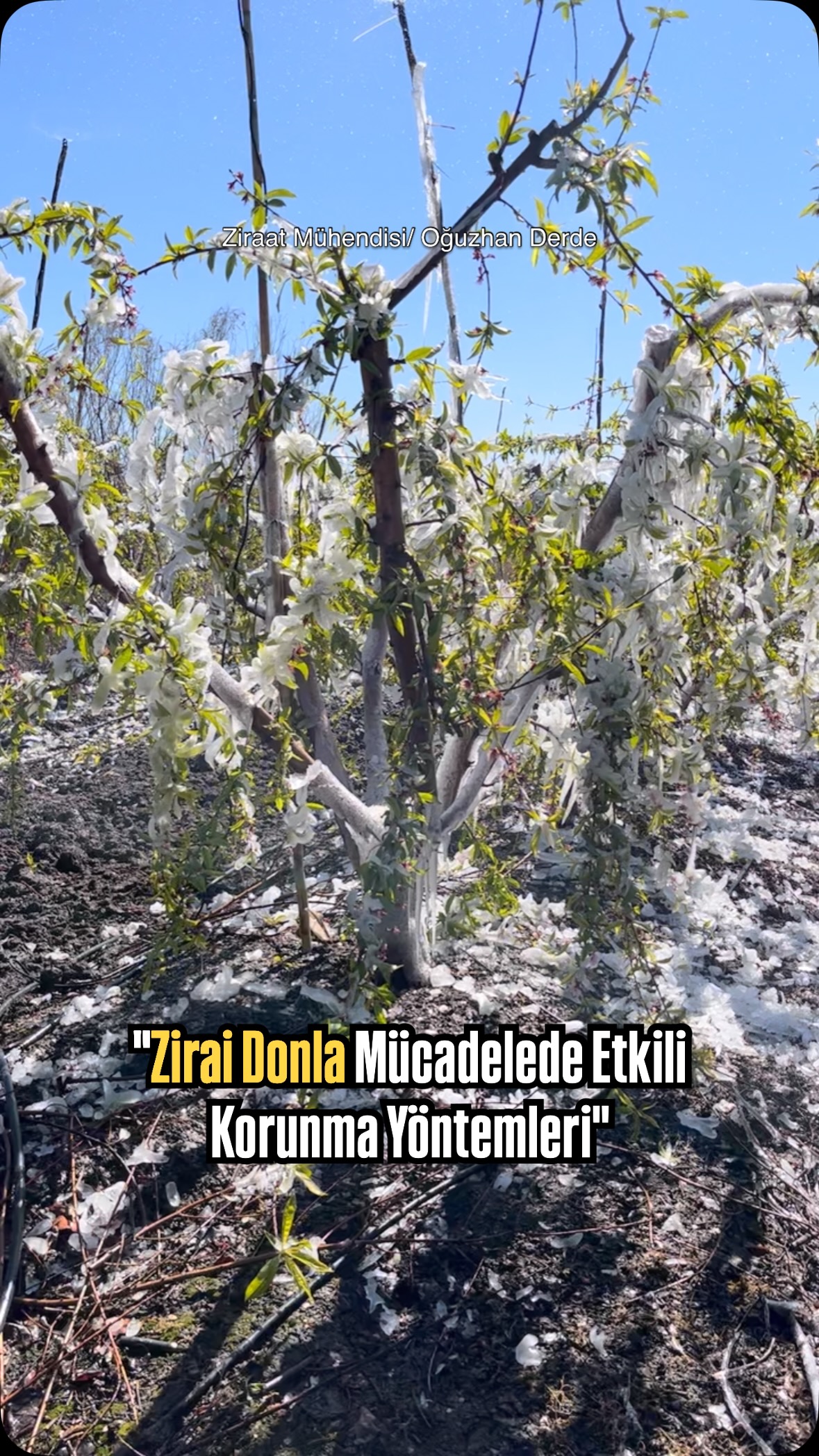 Zirai donla mücadele için çeşitli korunma yöntemleri 1. Parafin Mumlar ...