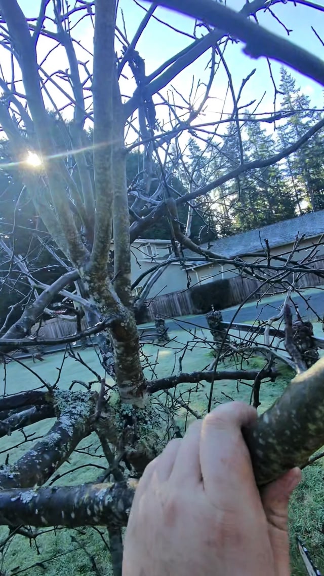 Apple tree was getting a little too tall for this homeowner’s liking 🍎🌳 ...