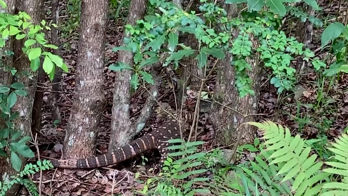 The Lace monitor, Varanus varius, is the second largest monitor lizard ...