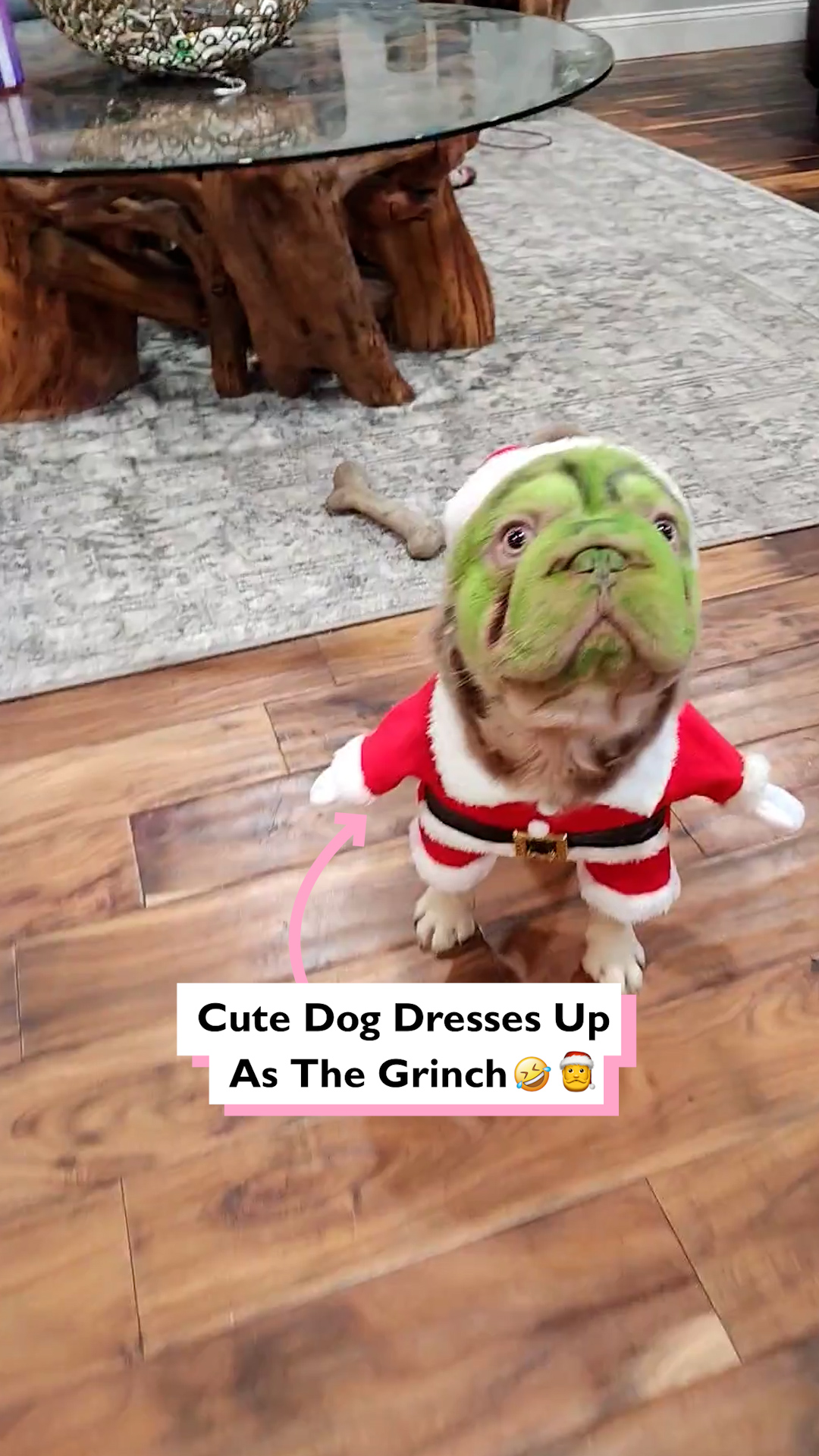 Dog's adorable Christmas costume 😂 | Four Nine