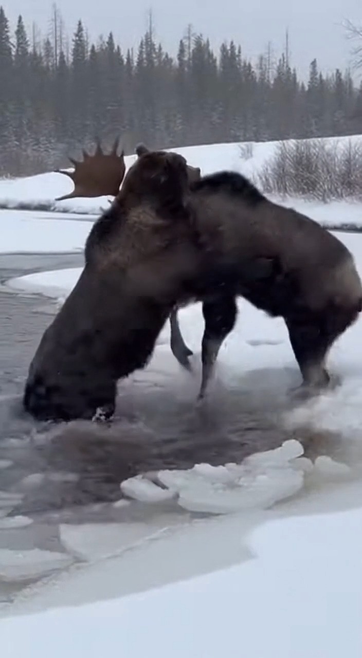Camera Captures Violent River Clash Between Massive Grizzly Bear and ...