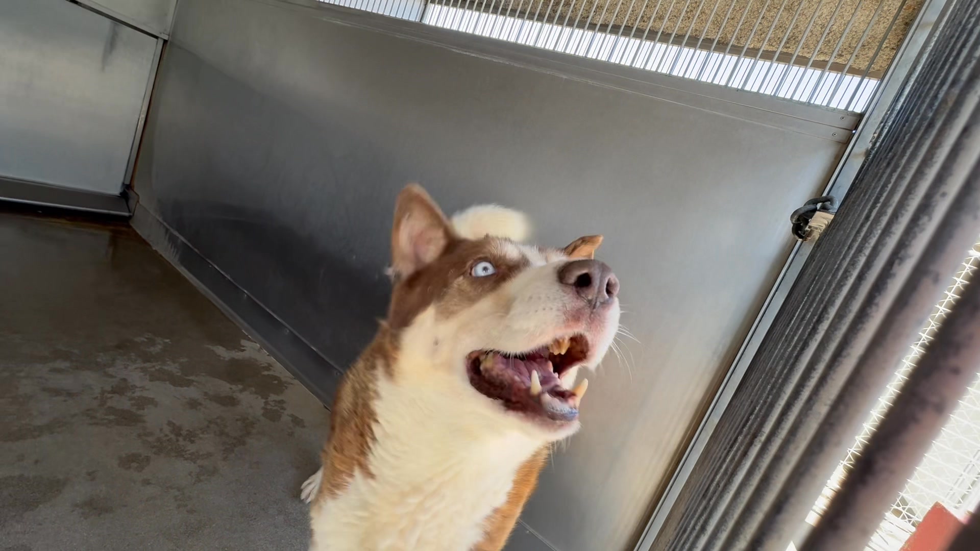 YAHOO!!! Skylar ADOPTED TODAY CALLING HUSKY LOVERS!!!THIS IS A DOG ...