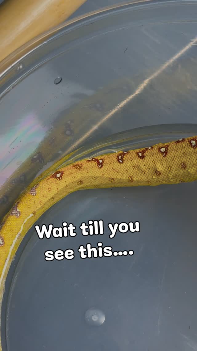 I cannot get over how gorgeous this little Green Tree Python is. They ...
