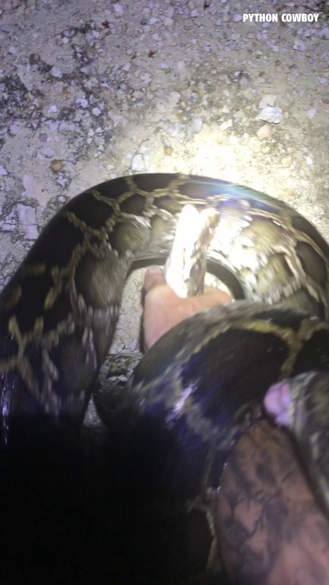 Quick Python fact: When they do this, it’s cloacal musk, not poop. It’s ...