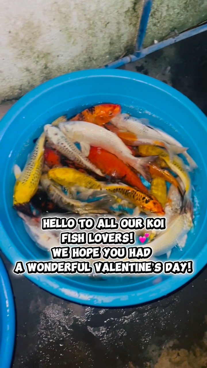 Sunrise moments with our Koifish.We’re grateful for the unwavering ...