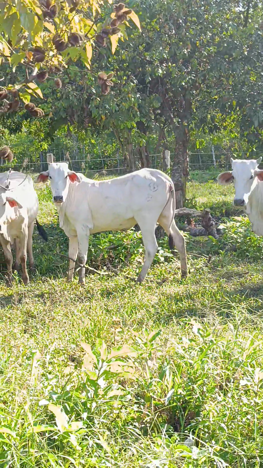 Chiman Agroganadera