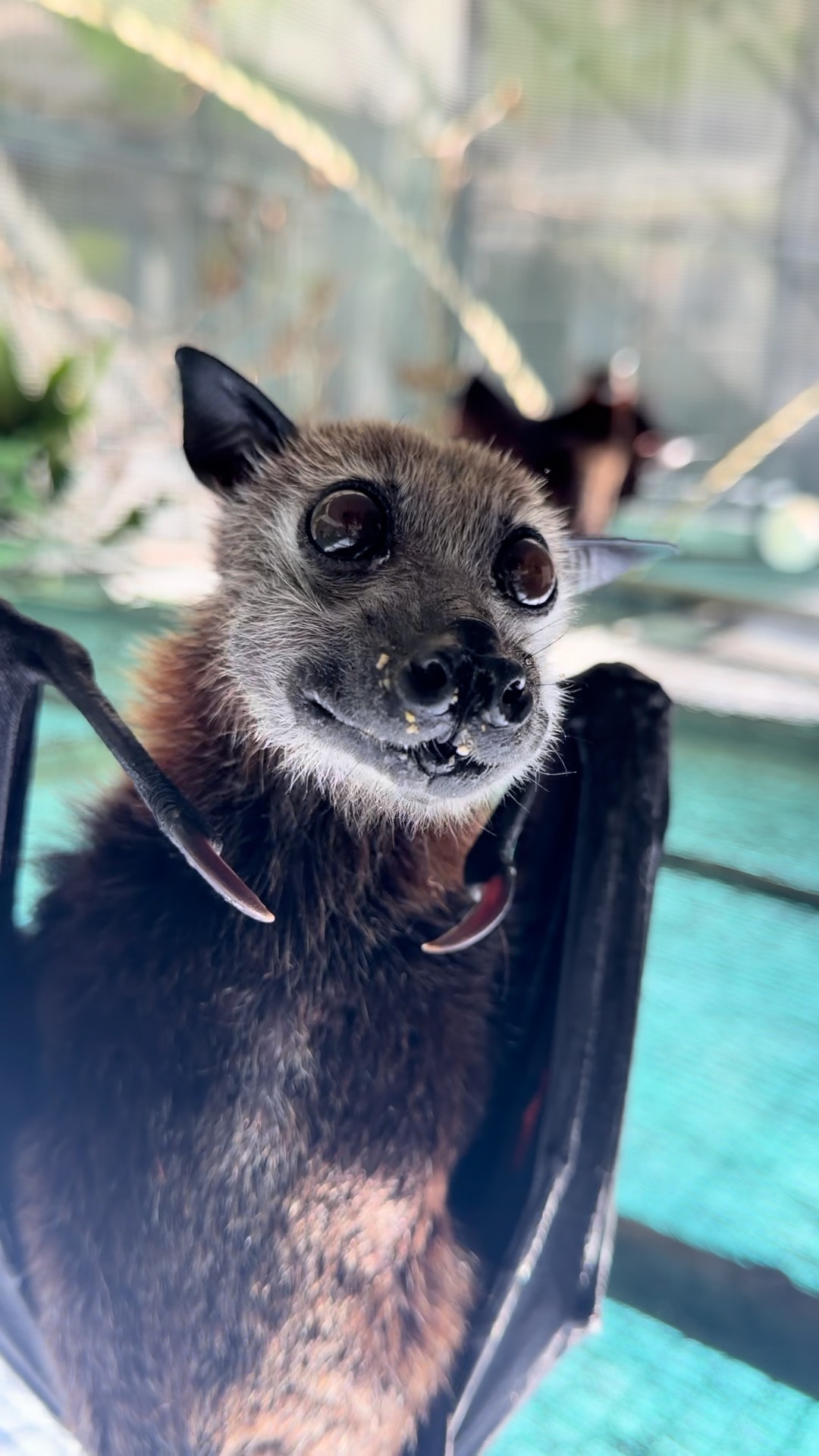 Malayan Flying Fox, Tevy, is kicking off your March #MondayMood with ...