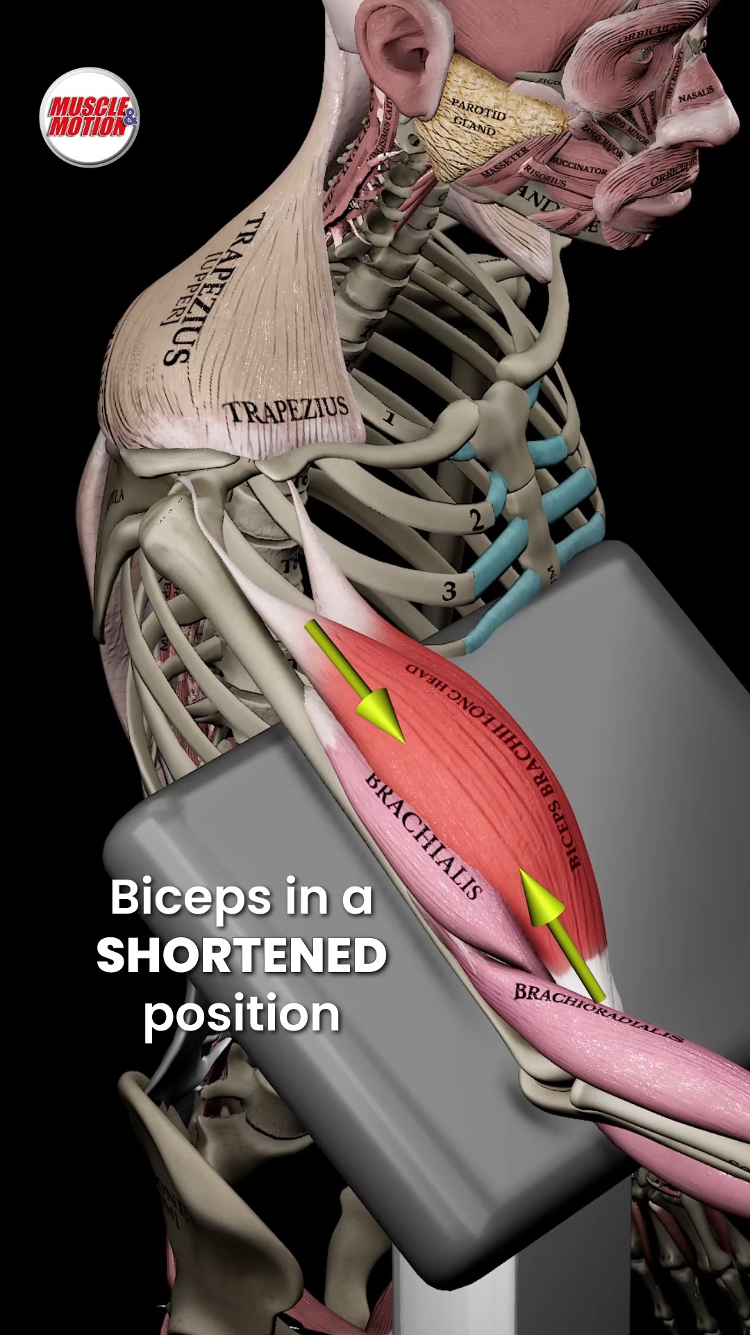 Muscle & Motion - 📢 Does Shoulder Position Affect Biceps... | Facebook