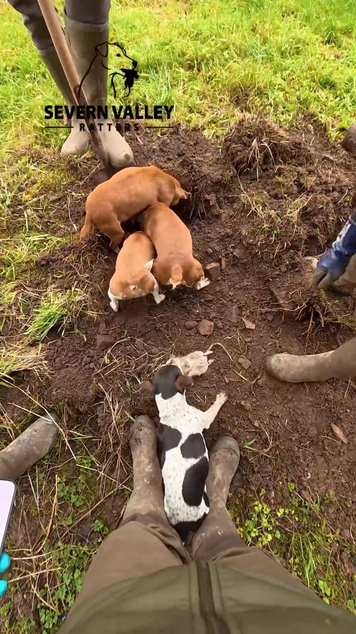 ALWAYS trust the dogs’ nose! #farminglifestyle #fyp#pestcontrolservice ...