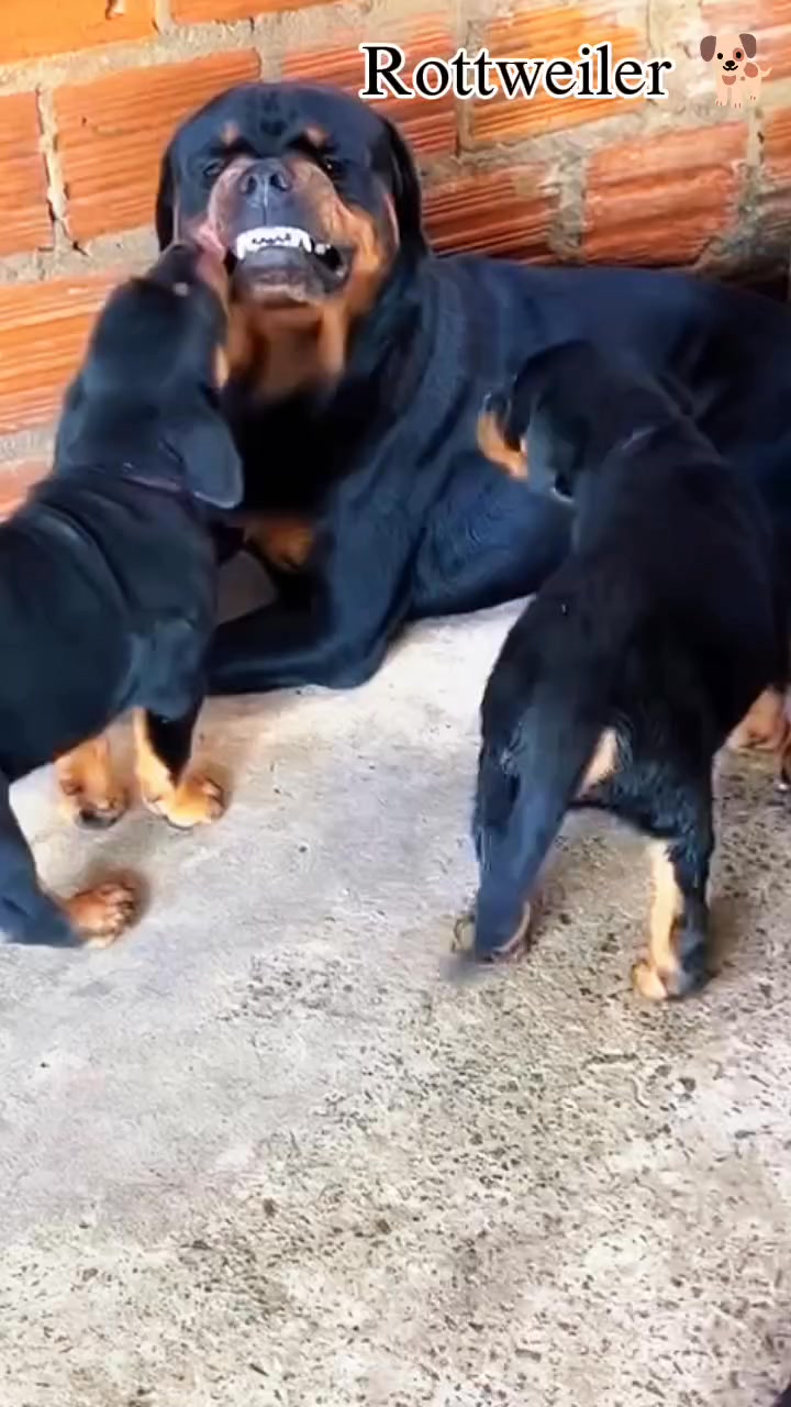 Cute rottweiler baby ️🐕🐕 #Rottweiler #rottweilerpuppy #rottweilerlove # ...